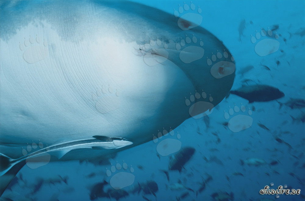 Tiger Shark - Majestic Sea Creature in Tropical Waters