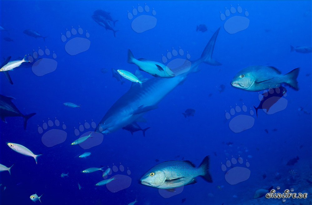 Giovane maschio di squalo tigre esplora la barriera corallina al largo delle coste delle Figi