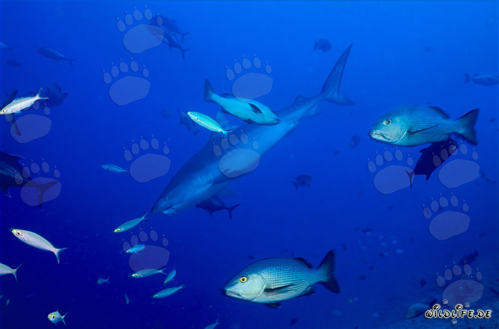 Jeune mâle requin-tigre explorant le récif corallien au large des côtes des Fidji