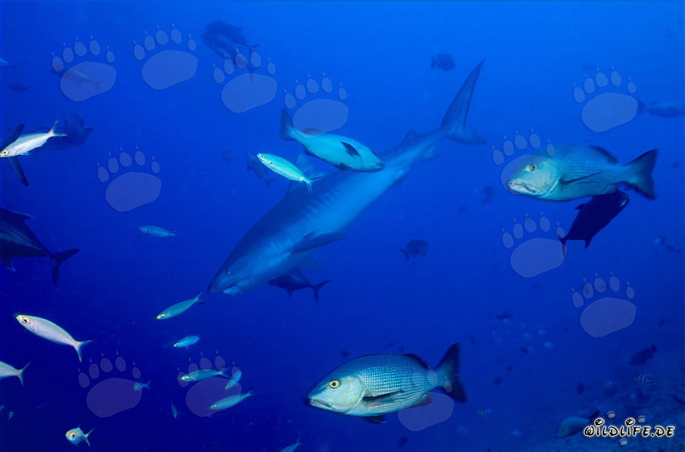 Young male Tiger shark exploring the coral reef off the coast of Fiji