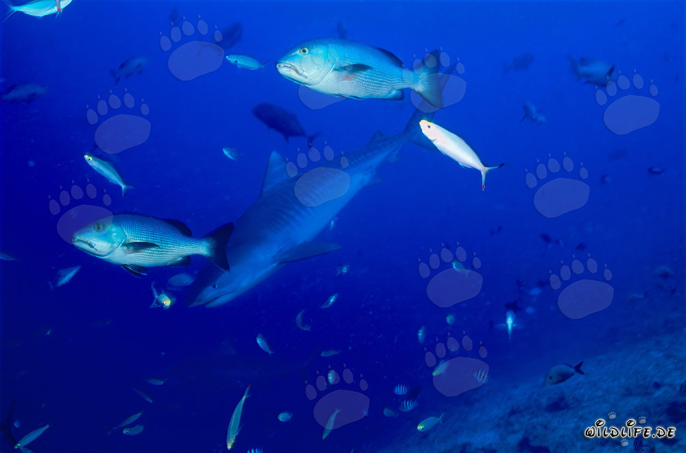 Incontro con un giovane squalo tigre alla parete della barriera corallina nel laguna di Beqa a Figi