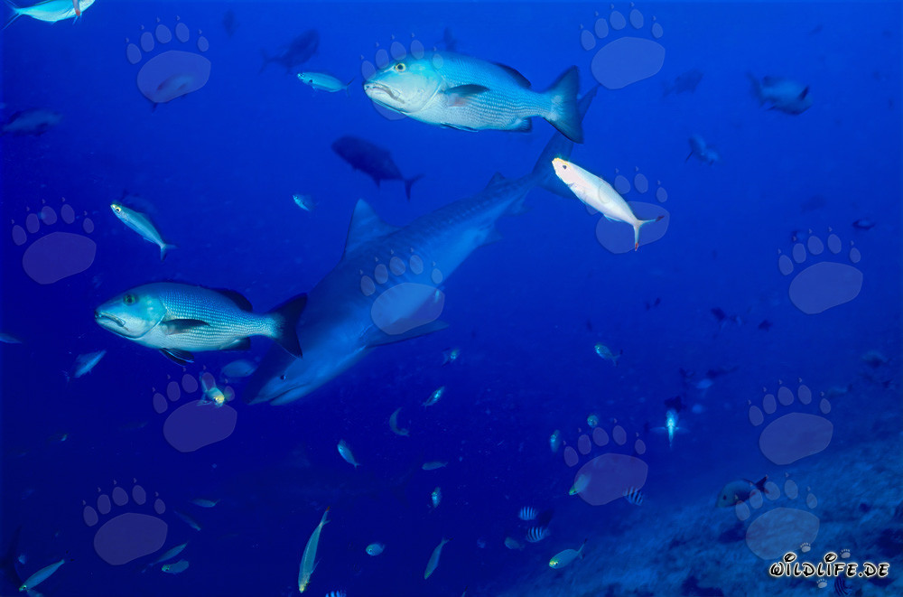 Rencontre avec un jeune requin tigre au tombant du récif dans le lagon de Beqa à Fidji