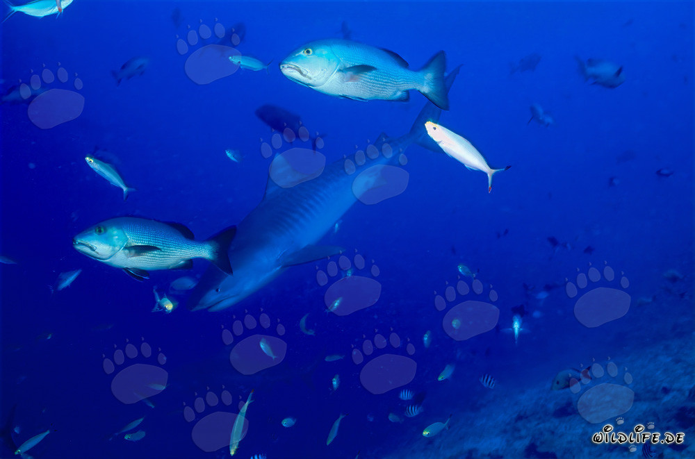 Junge Tigerhai-Begegnung am Riffabfall in der Beqa Lagune auf Fiji