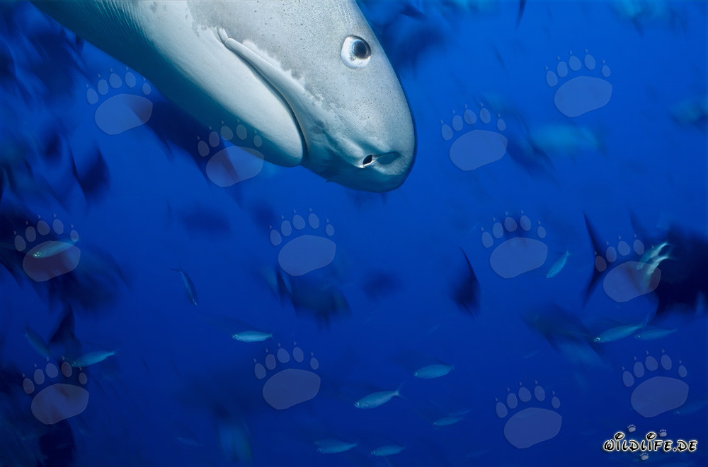 Portrait impressionnant en profil latéral d'un requin-tigre (Galeocerdo cuvier)