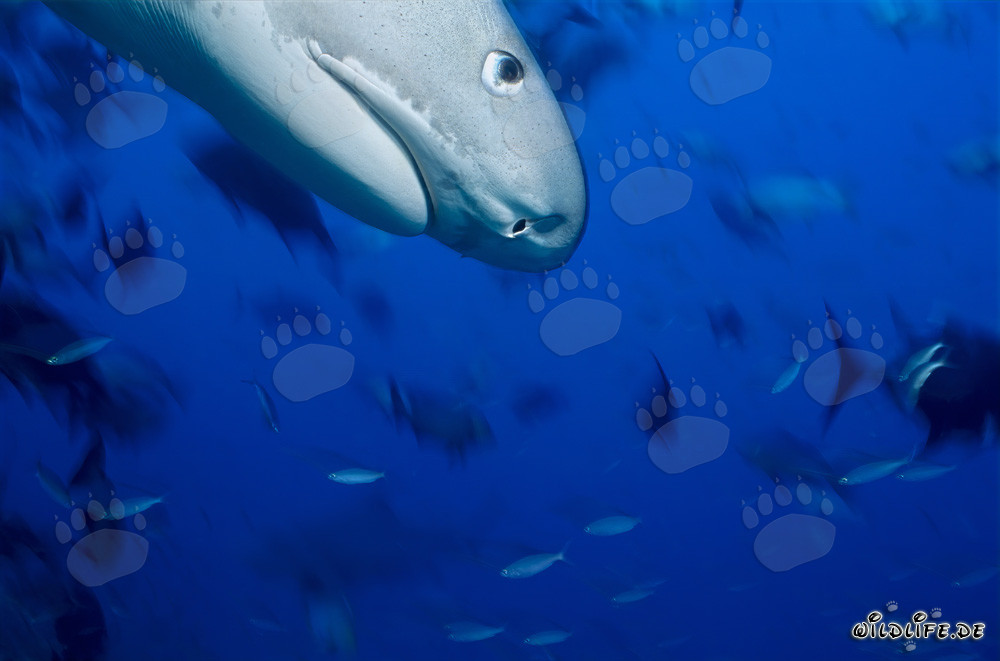 Impressionante ritratto laterale di uno squalo tigre (Galeocerdo cuvier)