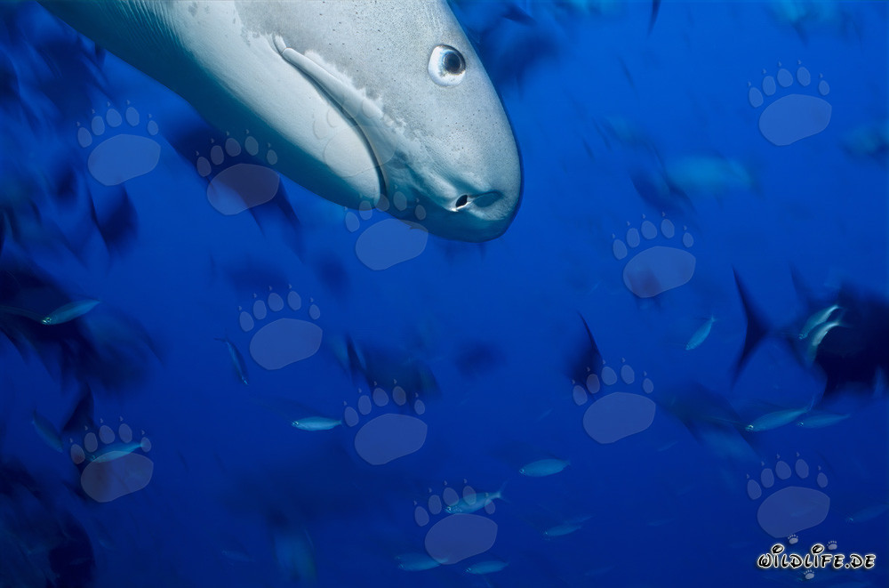 Impressive Profile Portrait of a Tiger Shark (Galeocerdo cuvier)