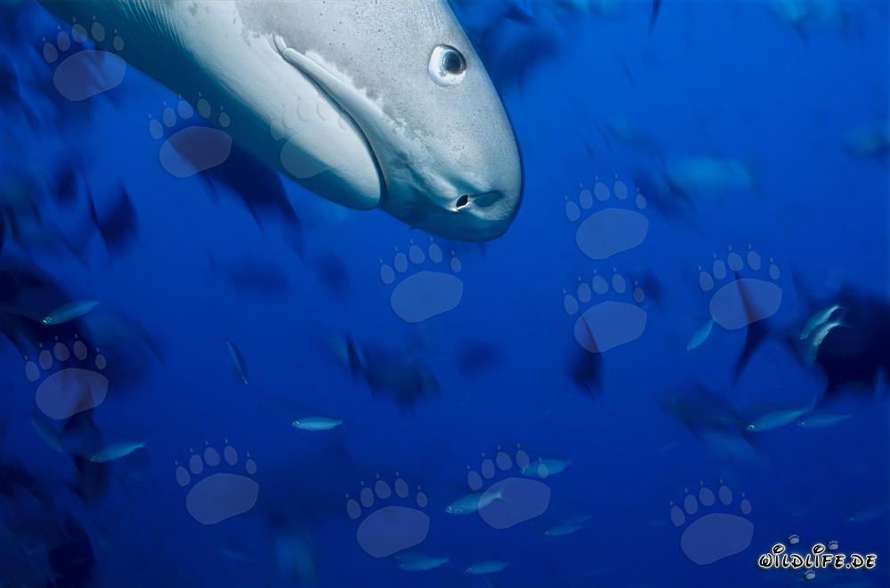 Beeindruckendes Seitliches Porträt eines Tigerhais (Galeocerdo cuvier)
