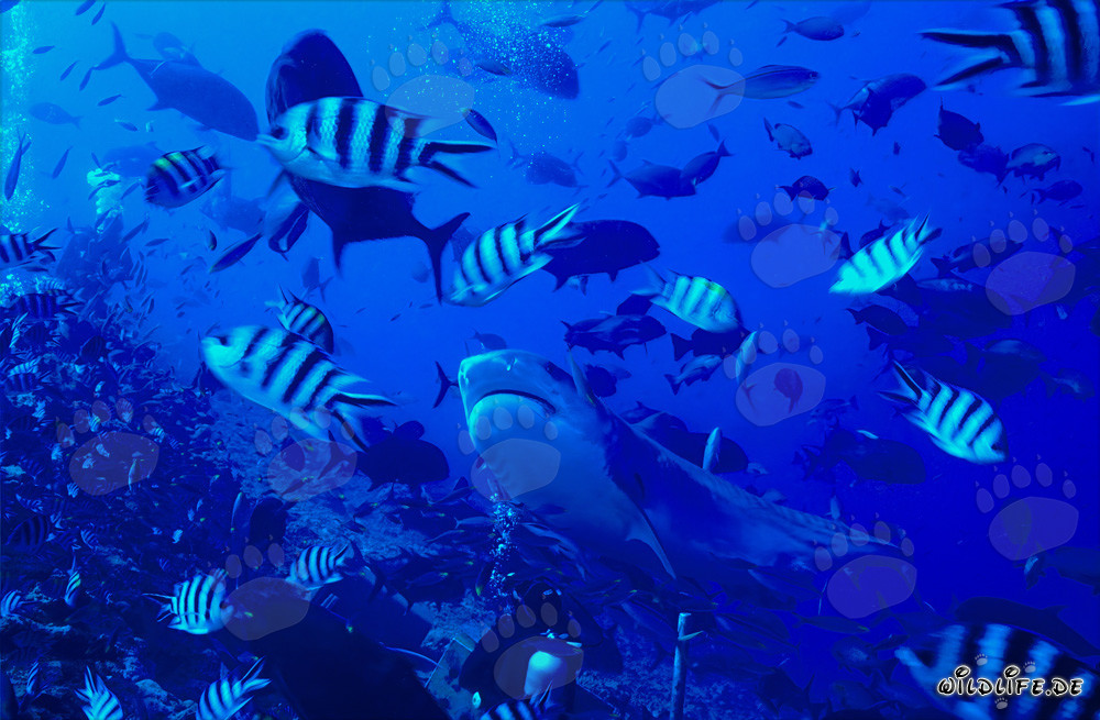 Requin-tigre majestueux avec motif de rayures impressionnant