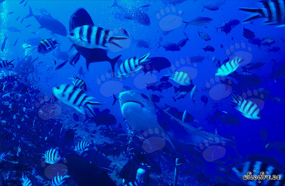 Maestoso squalo tigre con impressionante motivo a strisce