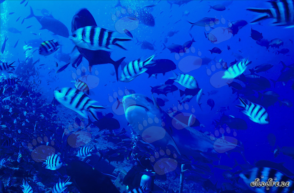 Majestic Tiger Shark with Impressive Striped Pattern