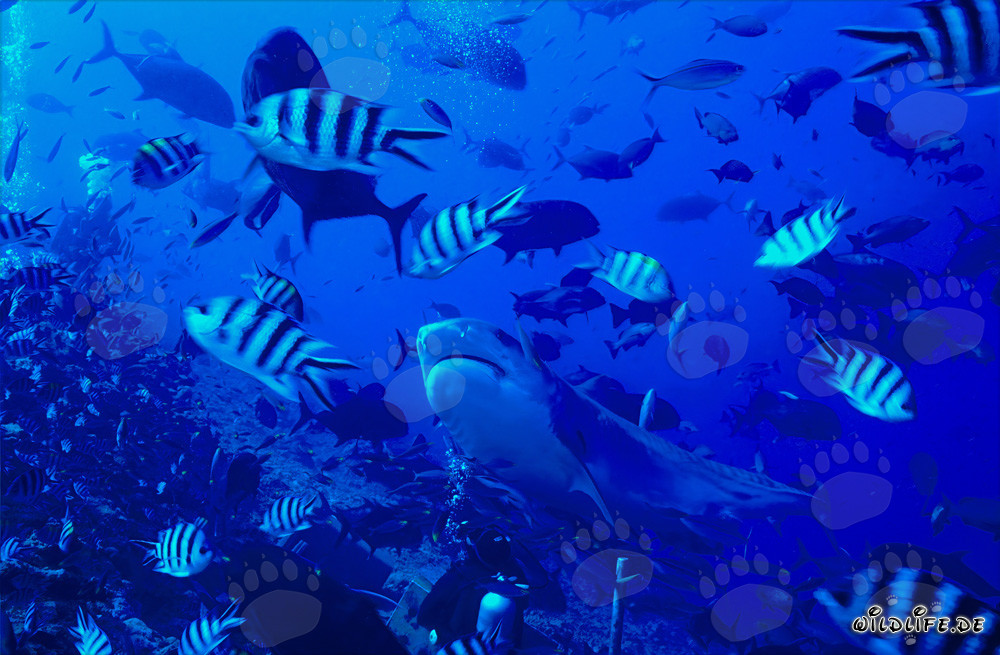 Majestätischer Tigerhai mit beeindruckendem Streifenmuster