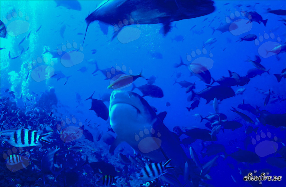 Majestic Tiger Shark in Clear Reef Waters