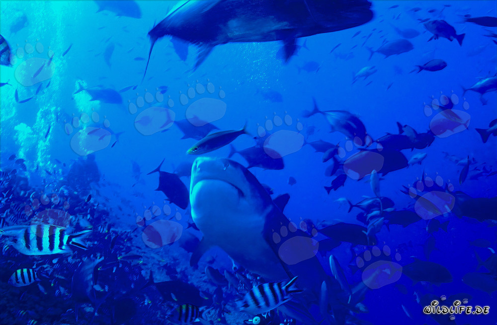 Requin tigre majestueux dans les eaux claires du récif