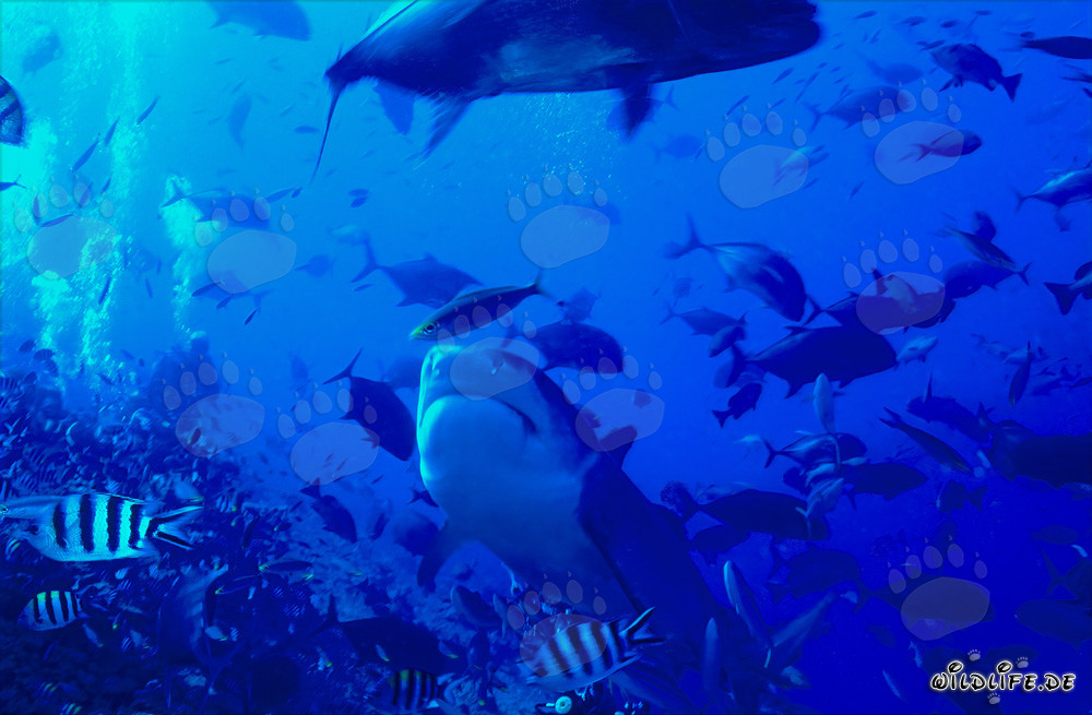 Majestoso squalo tigre nelle acque limpide della barriera corallina