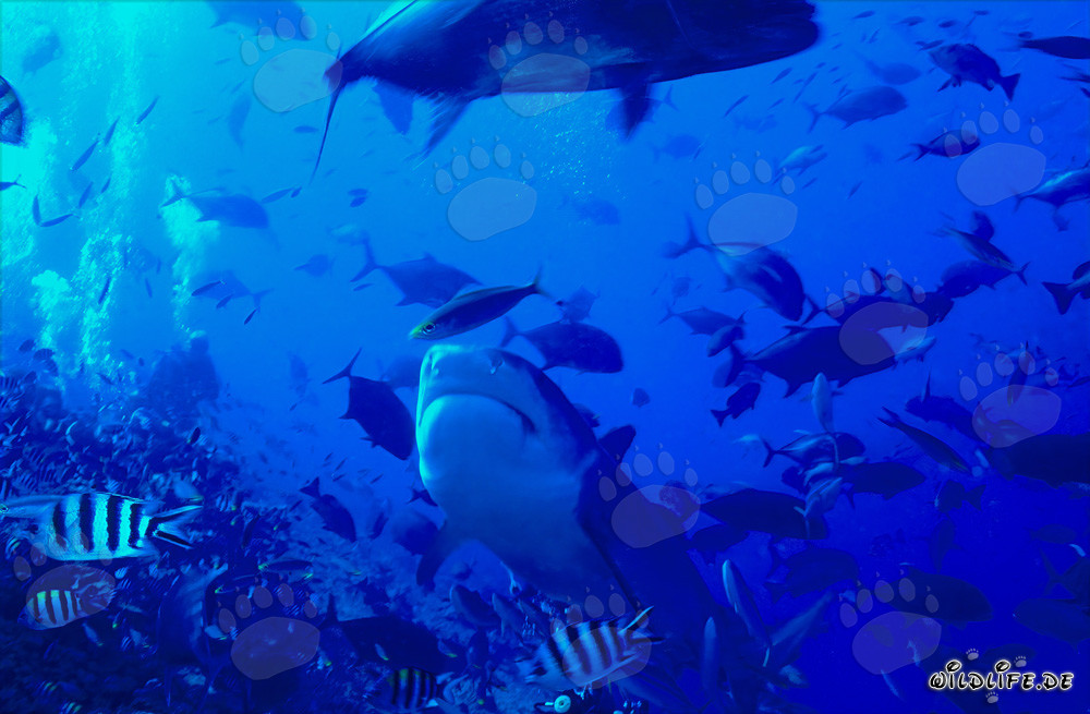 Majestätischer Tigerhai im klaren Riffwasser