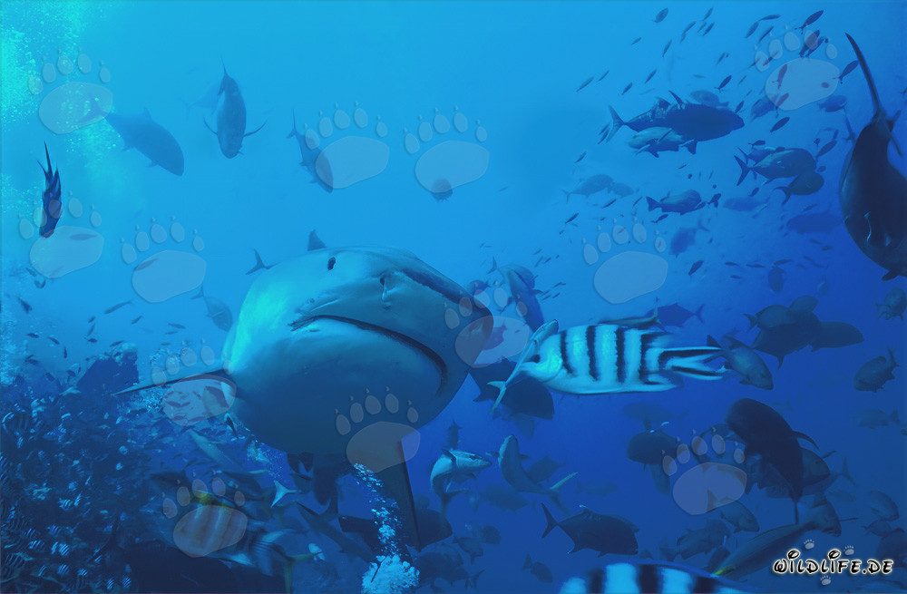 Photo impressionnant d'un requin-tigre (Galeocerdo cuvier) sous flash subaquatique