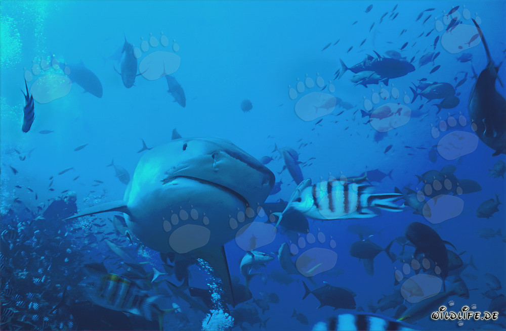 Impressive photo of a tiger shark (Galeocerdo cuvier) in underwater flash