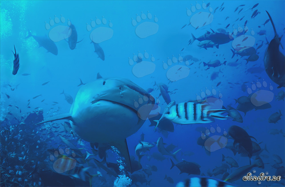 Beeindruckendes Foto eines Tigerhais (Galeocerdo cuvier) im Unterwasserblitzlicht