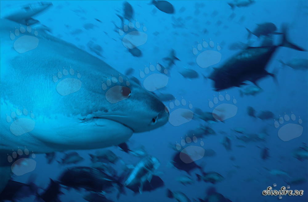 Portrait imposant d'un requin-tigre vu de profil