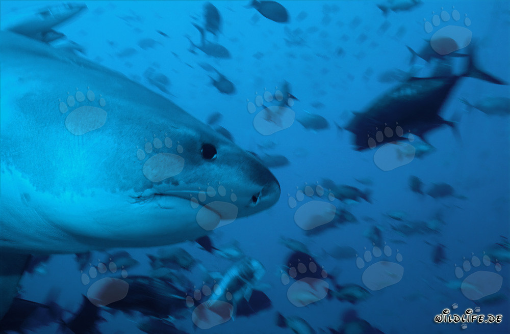 Ritratto imponente di uno squalo tigre in vista laterale