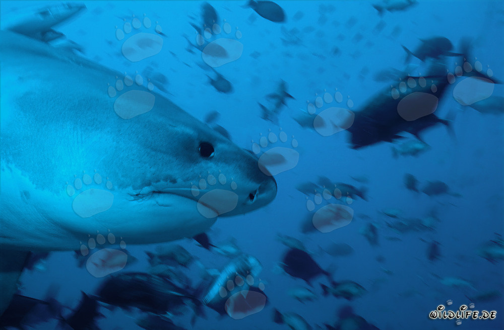 Impressive portrait of a tiger shark from the side