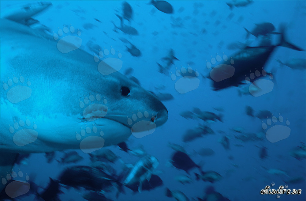 Imposantes Porträt eines Tigerhais aus der Seitenansicht