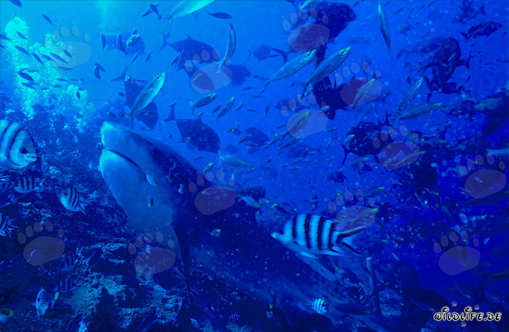 Grand requin tigre chassant sa proie