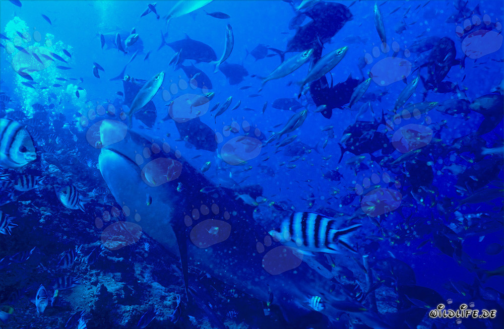 Impressionante squalo tigre in caccia di prede