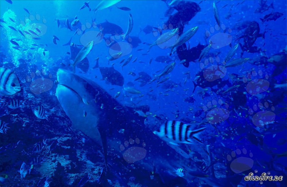 Imposanter Tigerhai auf der Jagd nach Beute