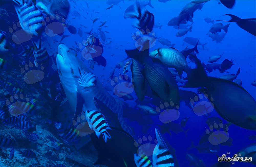 Requin-tigre majestueux dans les eaux claires de Beqa Lagoon, Fidji