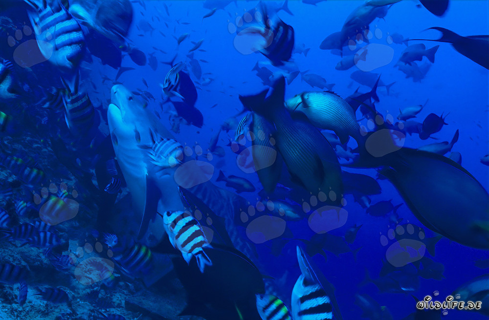 Maestoso squalo tigre nelle acque cristalline di Beqa Lagoon, Figi