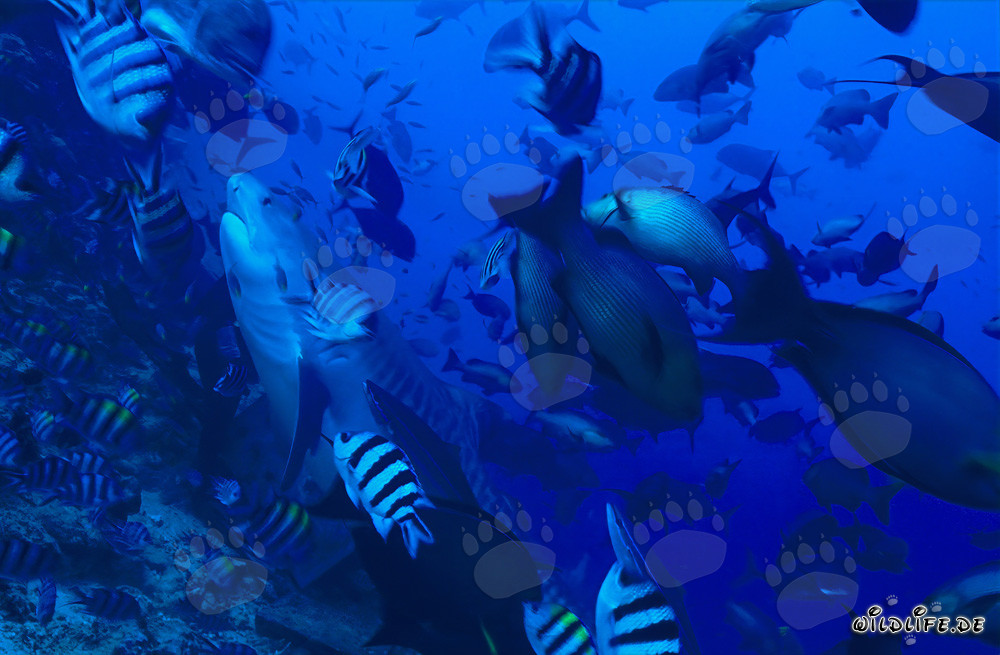 Majestätischer Tigerhai im klaren Wasser vor Beqa Lagoon, Fiji