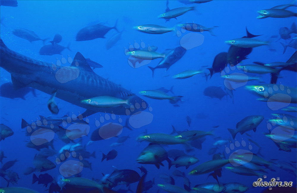 Impressionnant requin-tigre au milieu d'un banc de poissons devant le récif corallien