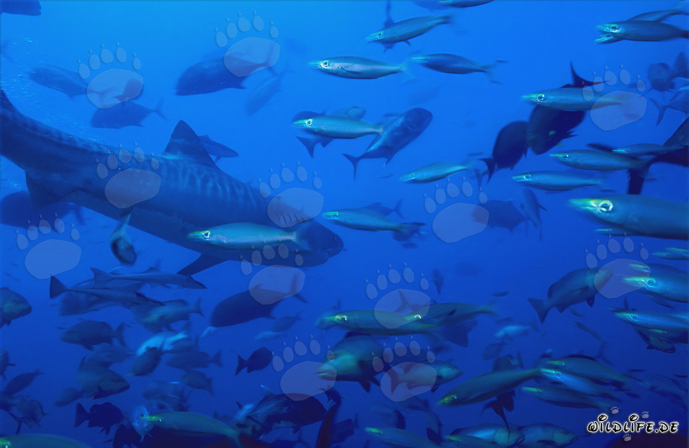 Impresionante tiburón tigre en medio de una concentración de peces frente al arrecife de coral