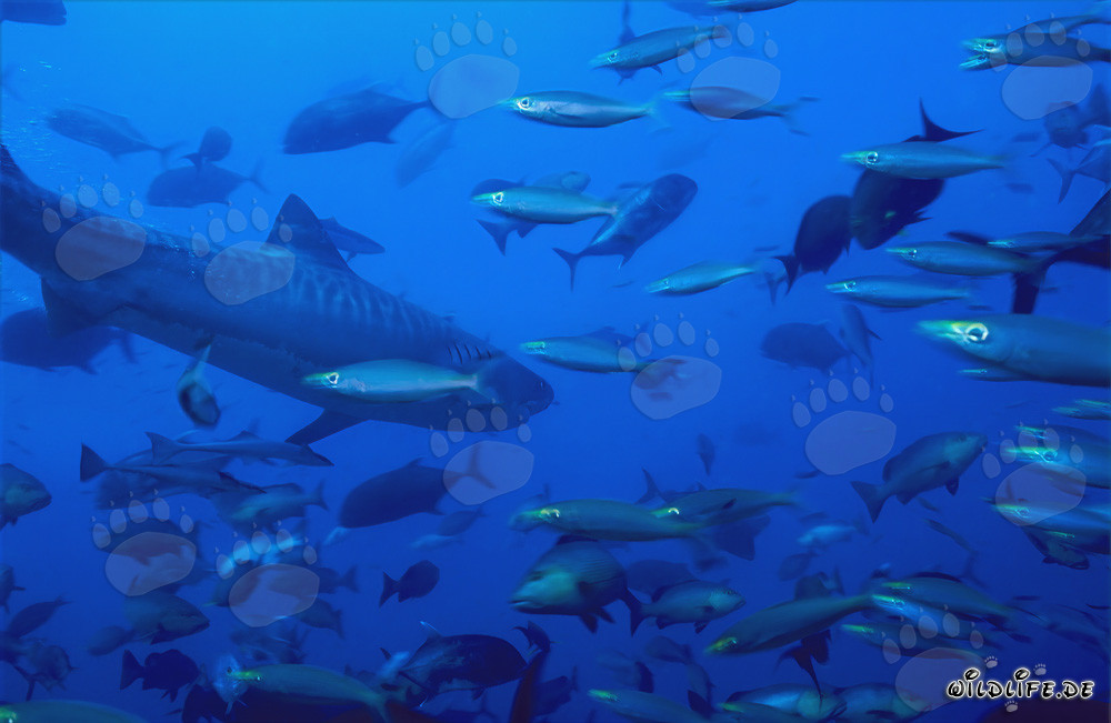 Impressive Tiger Shark Surrounded by a School of Fish in Front of the Coral Reef