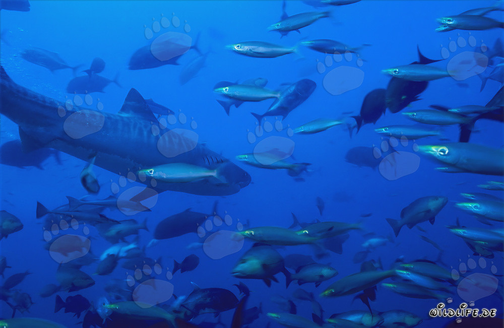 Beeindruckender Tigerhai inmitten einer Fischansammlung vor dem Korallenriff