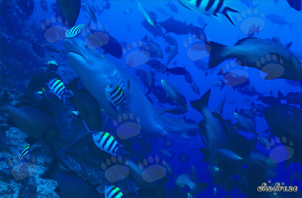 Imponente squalo tigre nuota elegantemente davanti a un subacqueo