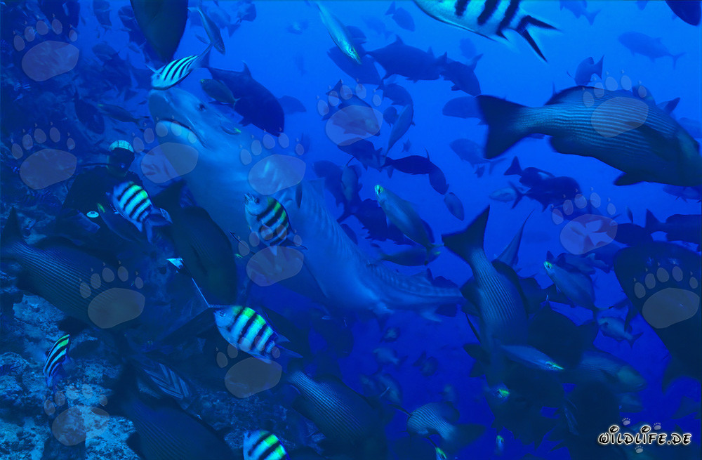 Impressive tiger shark elegantly swims past diver