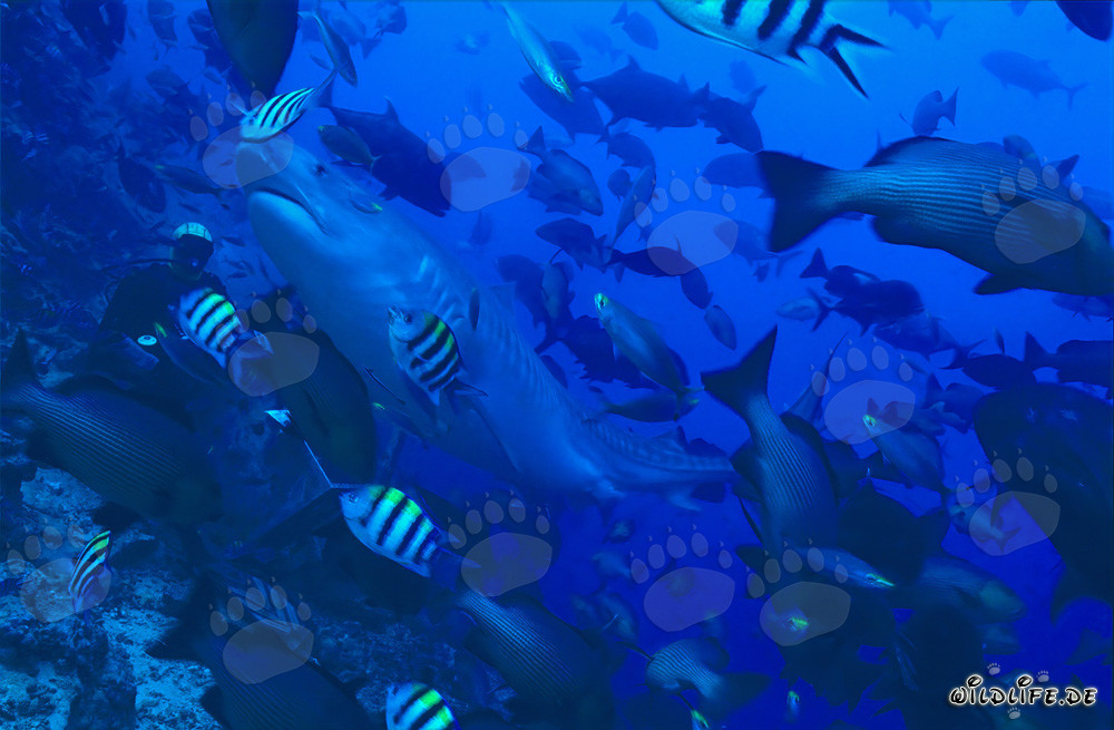 Imposanter Tigerhai schwimmt elegant an Taucher vorbei