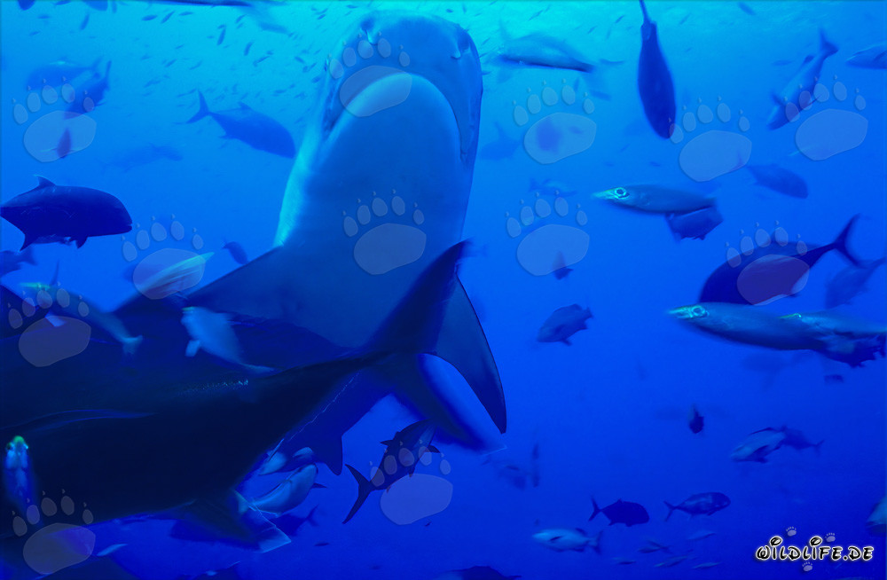 Requin-tigre sous-marin - Majestueux habitant des profondeurs de la lagune de Beqa