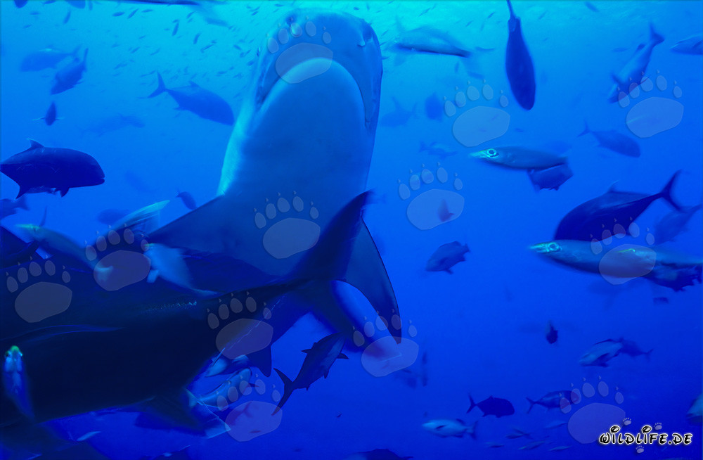 Squalo tigre sottomarino - Maestoso abitante delle profondità della laguna di Beqa