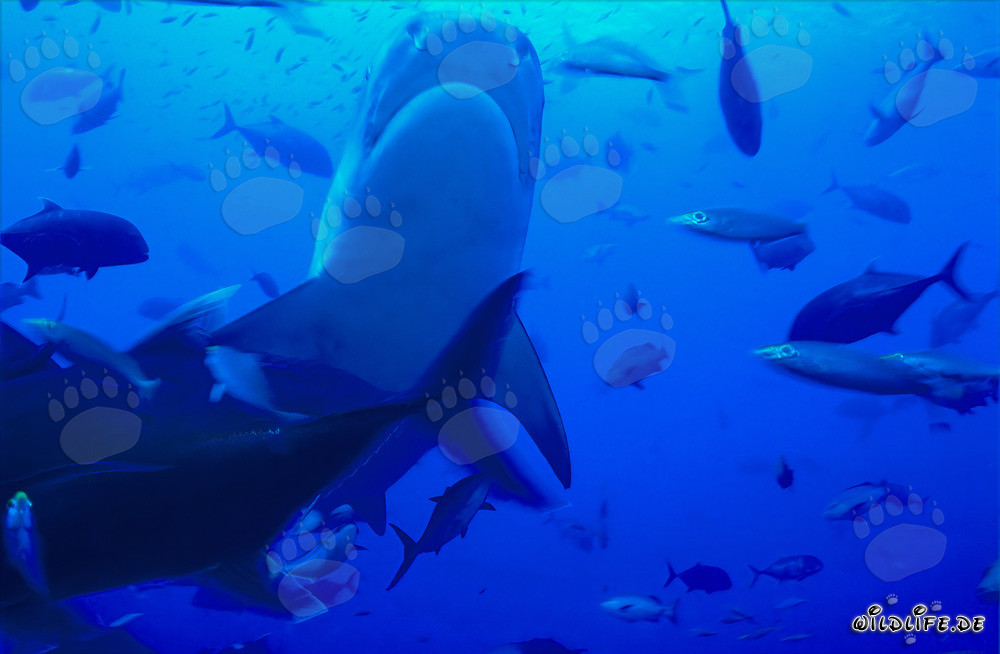 Tiger shark underside - Majestic marine inhabitant in the depths of Beqa Lagoon