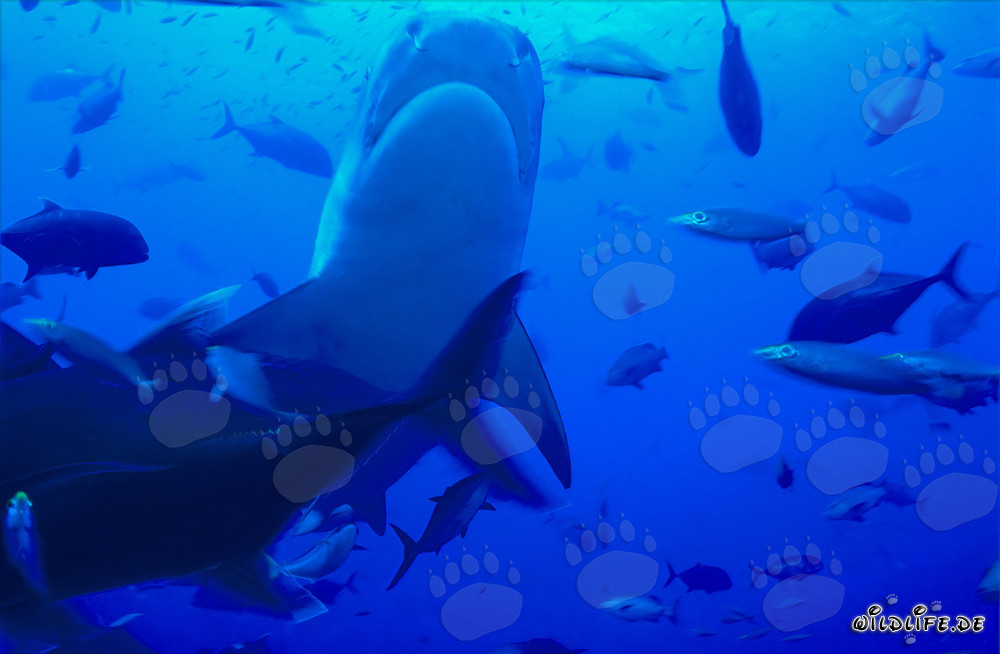 Tigerhai Unterseite - Majestätischer Meeresbewohner in den Tiefen der Beqa Lagune