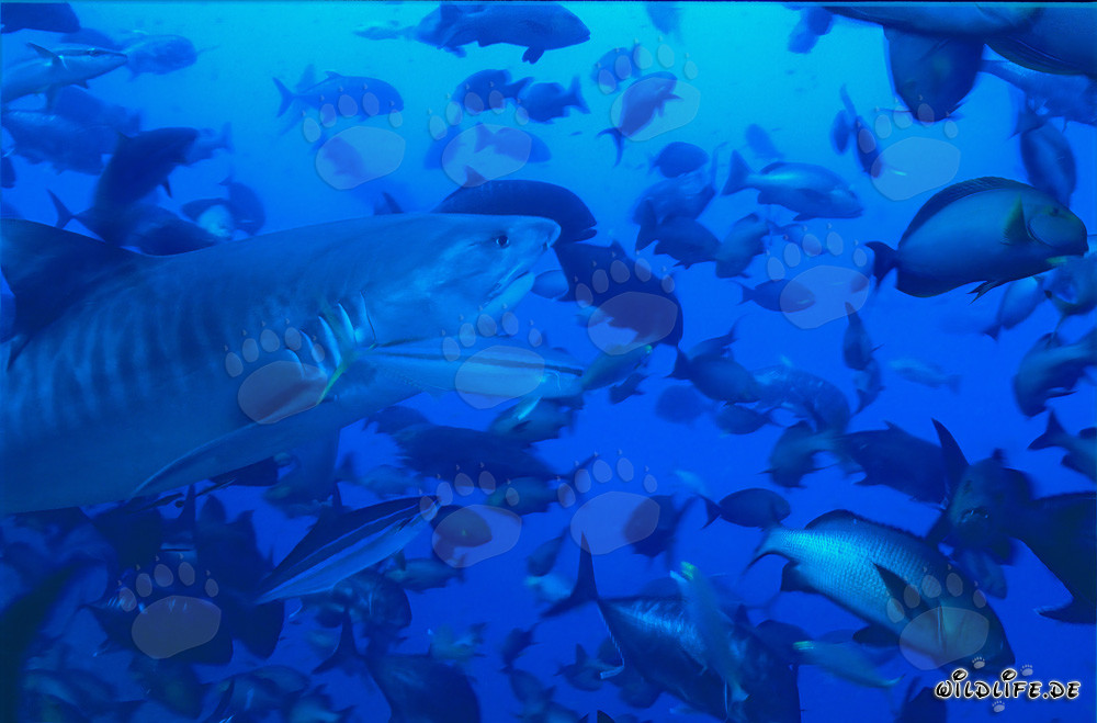 Imponente squalo tigre circondato da una varietà di pesci