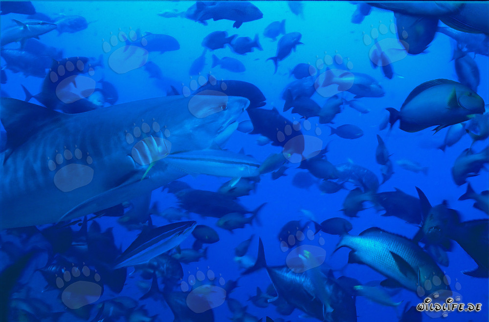 Impressive Tiger Shark Surrounded by a Variety of Fish
