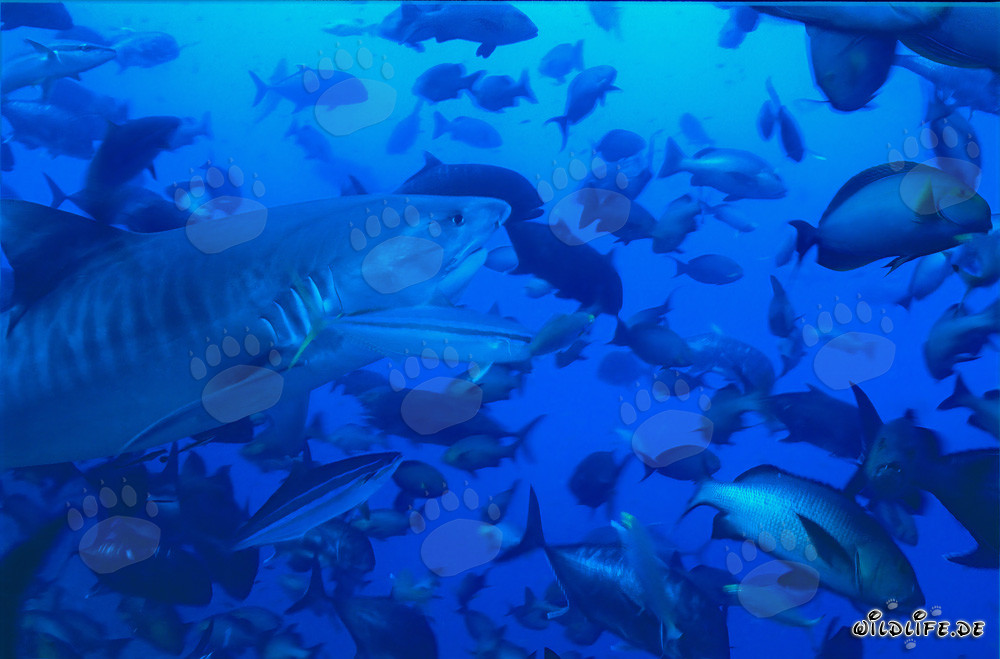 Imposanter Tigerhai umgeben von einer Vielzahl von Fischen