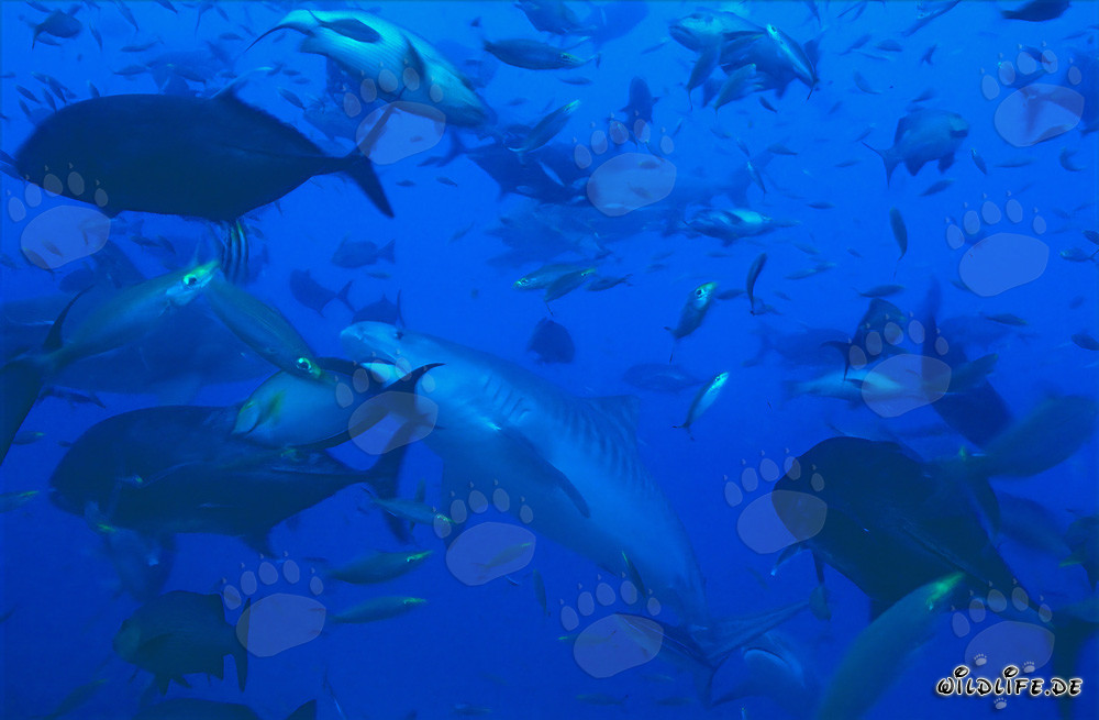 Imponente squalo tigre in mezzo a uno sciame di pesci al largo delle coste delle Figi