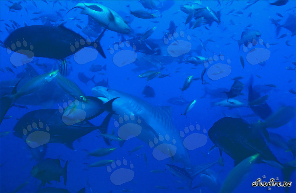 Imponente tiburón tigre en medio de un banco de peces frente a la costa de Fiji