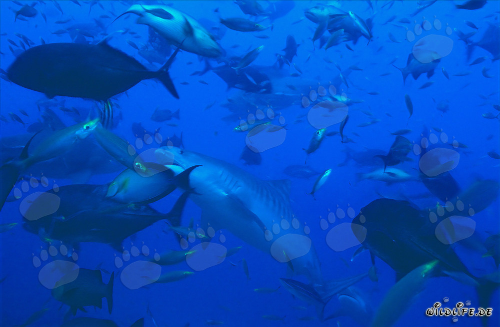 Impressive Tiger Shark Surrounded by a School of Fish off the Coast of Fiji