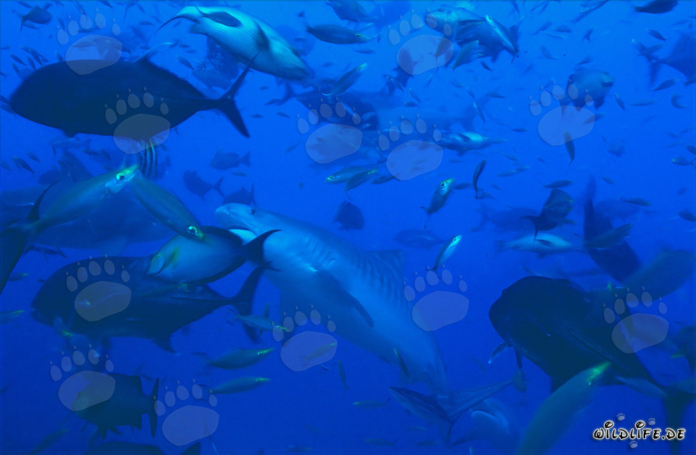 Imposanter Tigerhai inmitten eines Fischschwarms vor der Küste Fijis